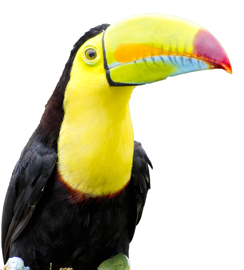 A keel-billed toucan
