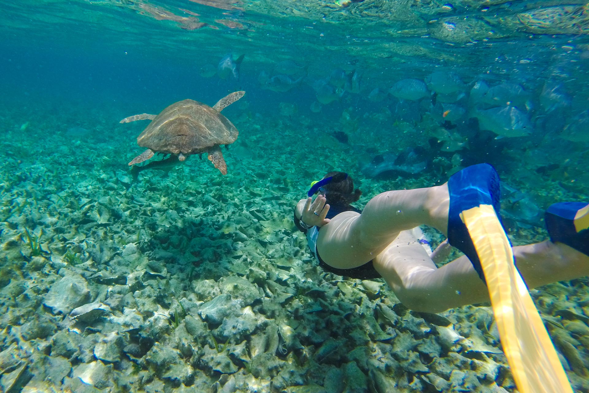 Snorkeling in the sea