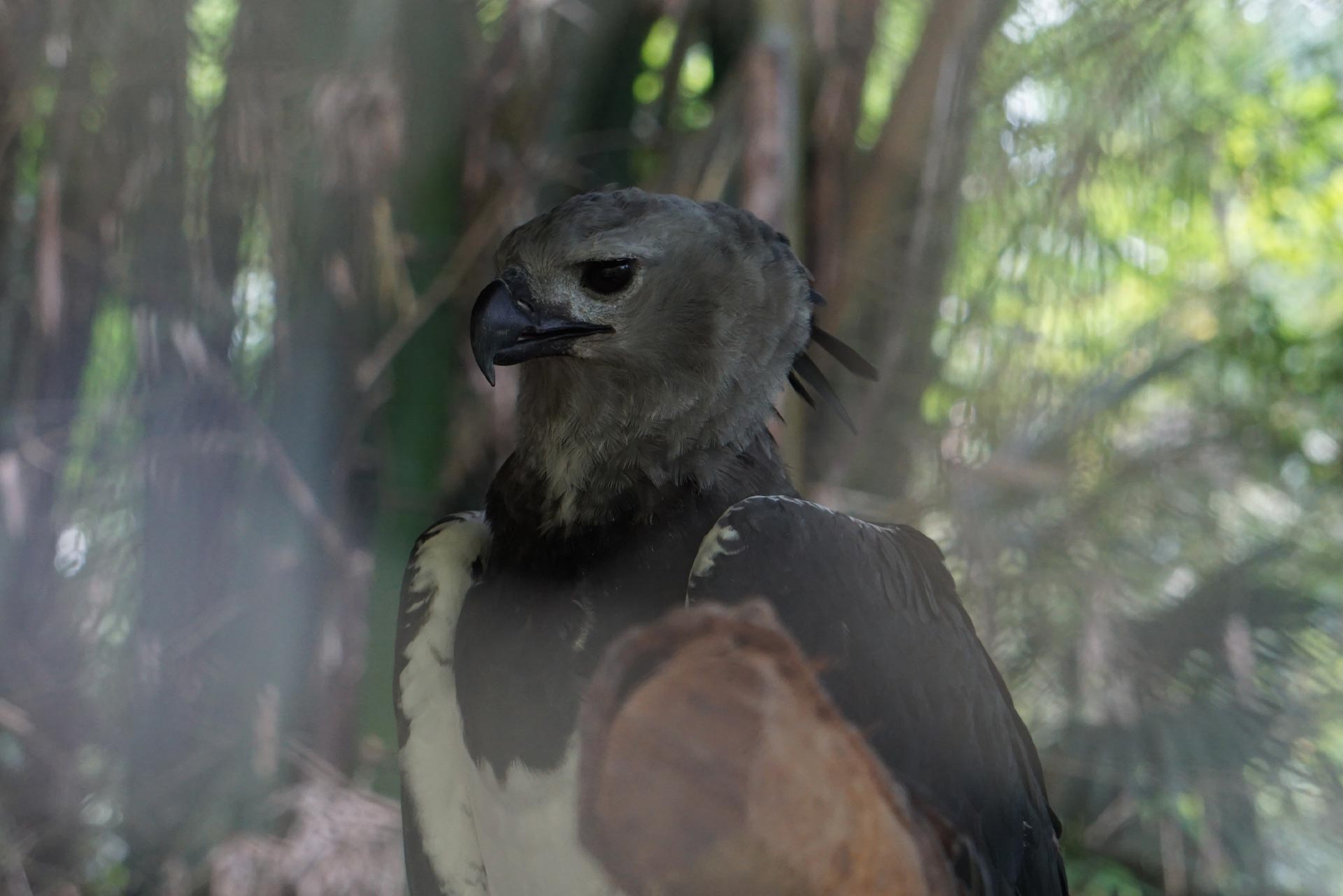 The Belize Zoo