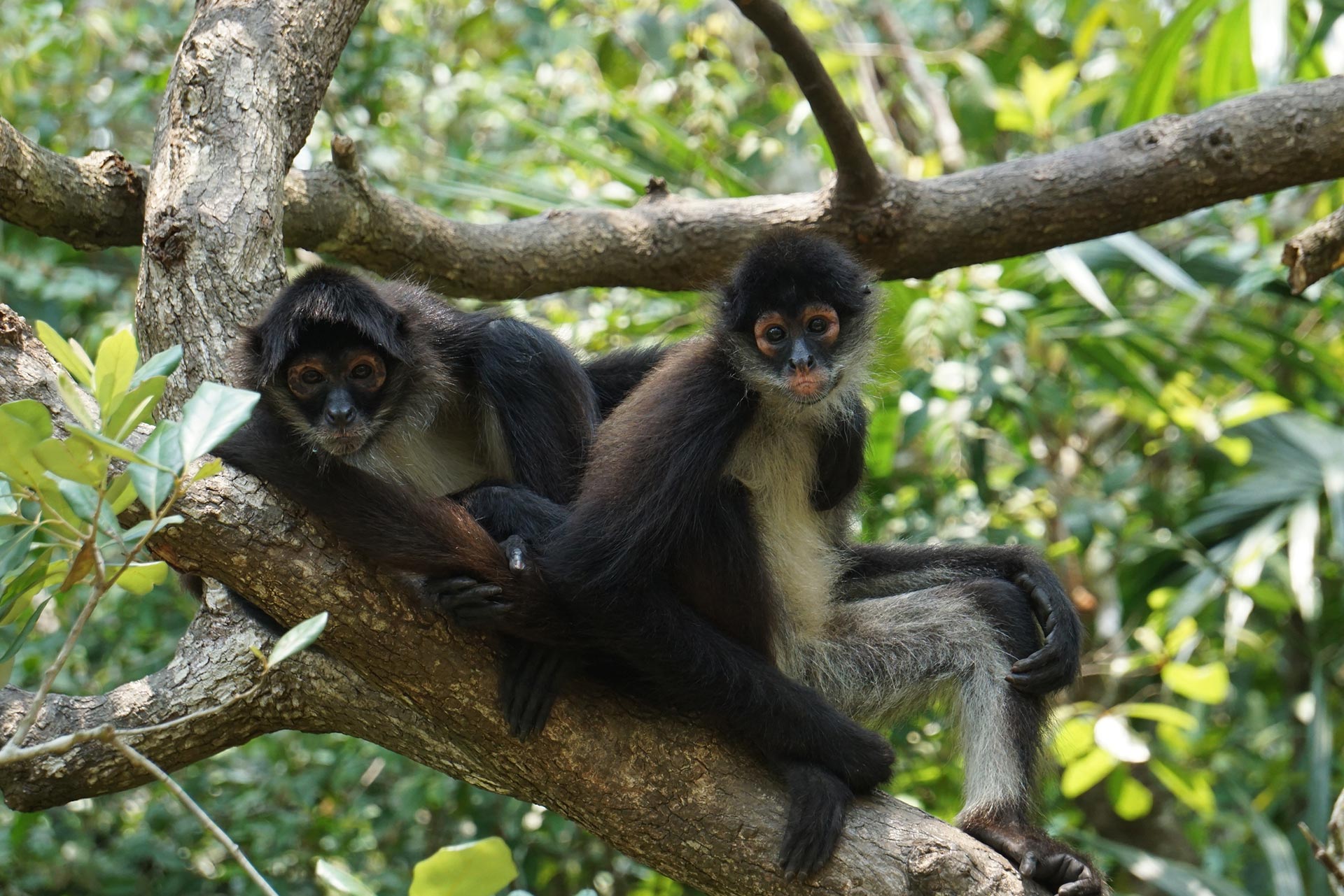 The Belize Zoo & Cave Tubing
